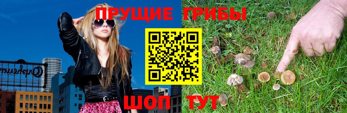 Псилоцибиновые грибы Psilocybe Бугуруслан